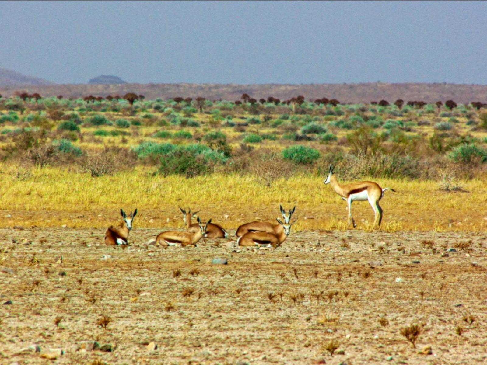 Mount Canyon Guest Farm Keetmanshoop Exteriör bild