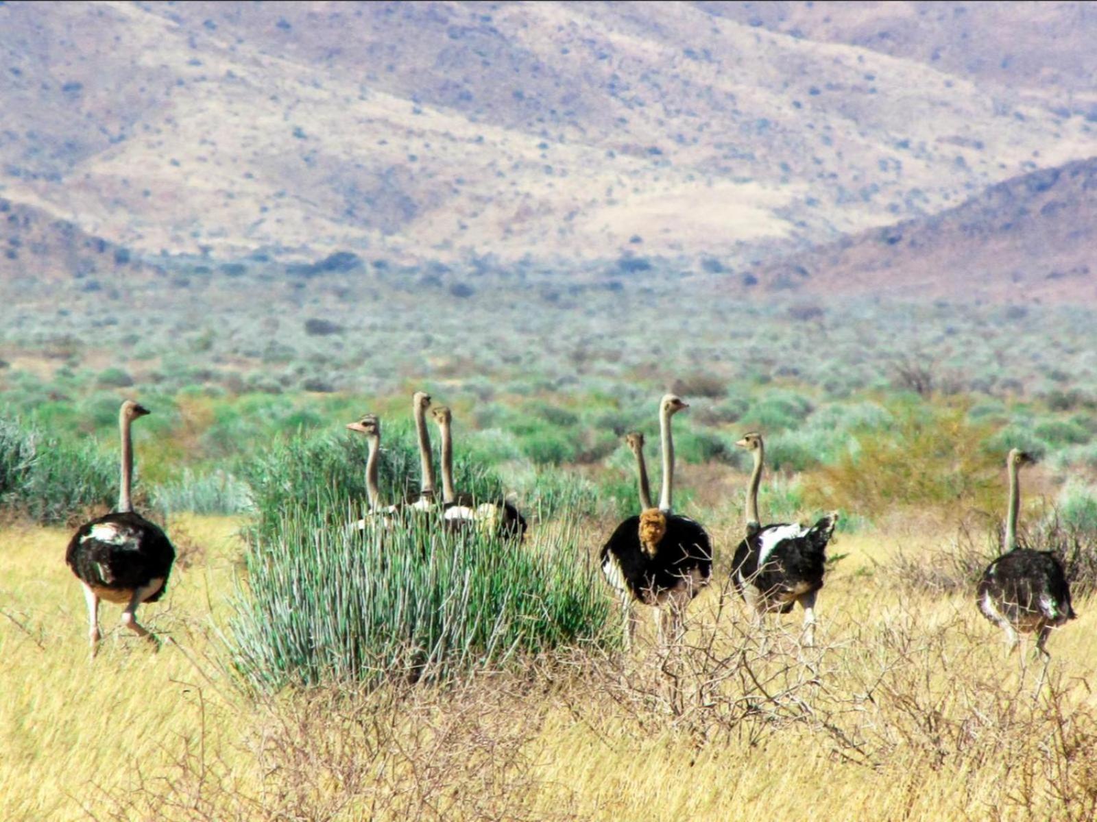 Mount Canyon Guest Farm Keetmanshoop Exteriör bild